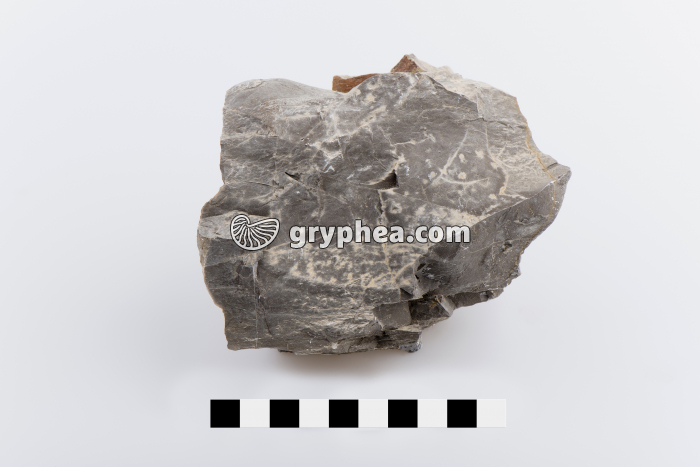 Silex - gryphea.org